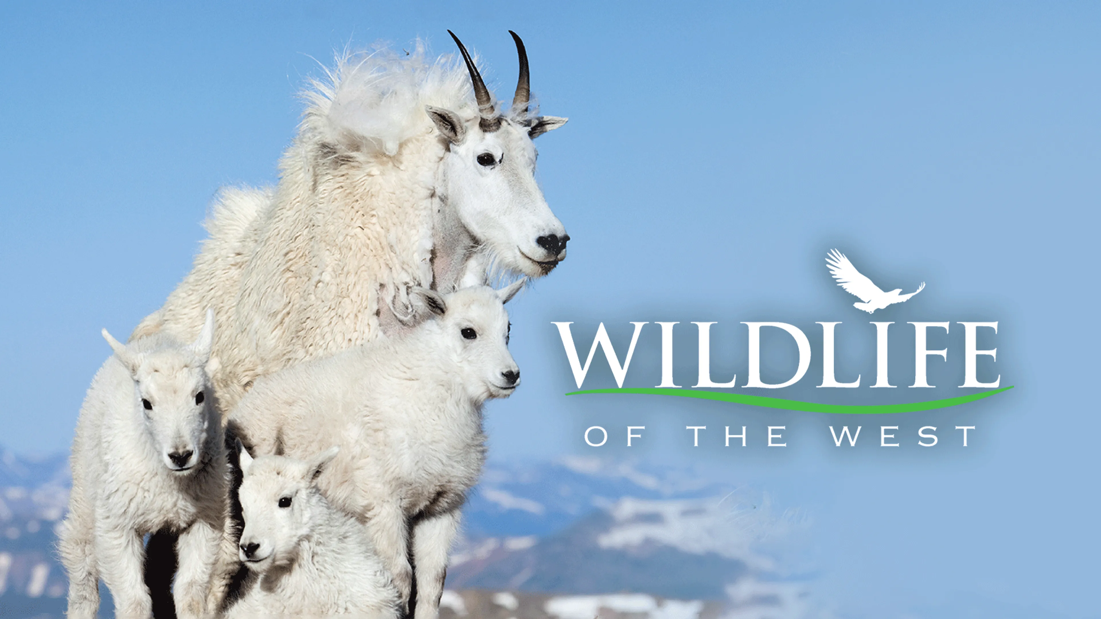 Wildlife Of The West poster